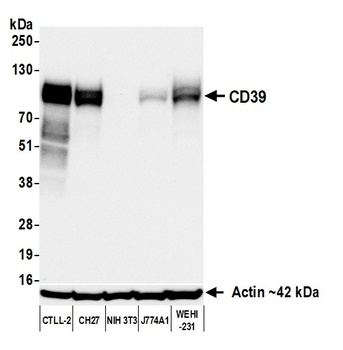 Rabbit CD39 Recombinant Monoclonal Antibody