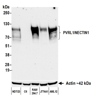 Rabbit PVRL1/NECTIN1 Recombinant Monoclonal Antibody