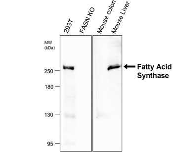 Fatty Acid Synthase Rabbit Polyclonal Antibody