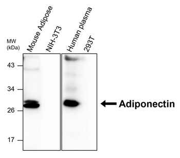Adiponectin Rabbit Polyclonal Antibody