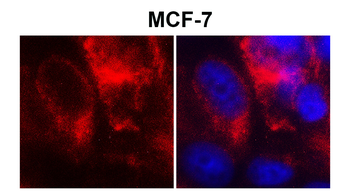 Claudin-1 Rabbit Polyclonal Antibody