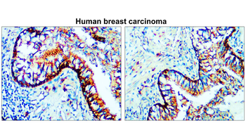 Claudin-1 Rabbit Polyclonal Antibody