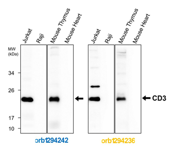 CD3 Intracellular domain Rabbit Polyclonal Antibody