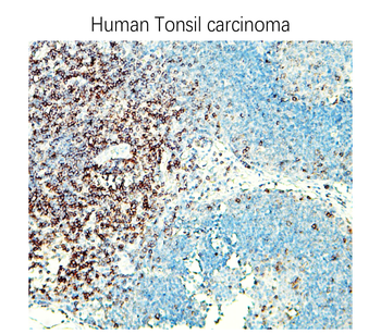 CD3 Intracellular domain Rabbit Polyclonal Antibody