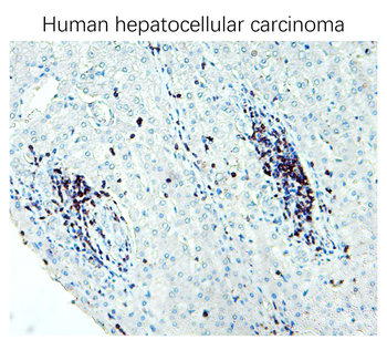 CD3 Intracellular domain Rabbit Polyclonal Antibody