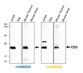 CD3 Intracellular domain Rabbit Polyclonal Antibody