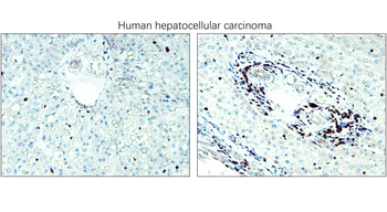 CD3 Intracellular domain Rabbit Polyclonal Antibody