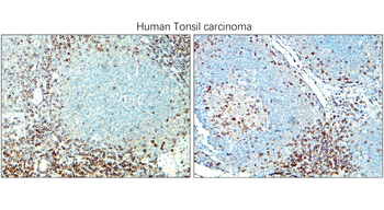 CD3 Intracellular domain Rabbit Polyclonal Antibody