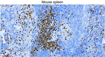 CD3 Intracellular domain Rabbit Polyclonal Antibody