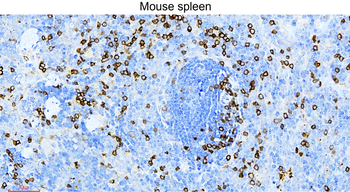 CD3 Intracellular domain Rabbit Polyclonal Antibody