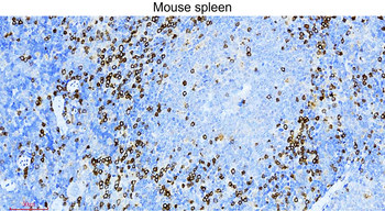 CD3 Intracellular domain Rabbit Polyclonal Antibody