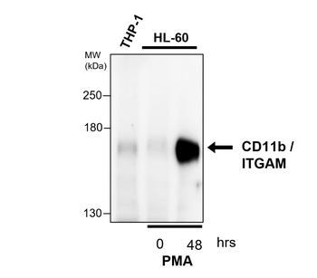 CD11b Rabbit Polyclonal Antibody