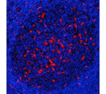 CD68 (mouse specific) Rat Monoclonal Antibody