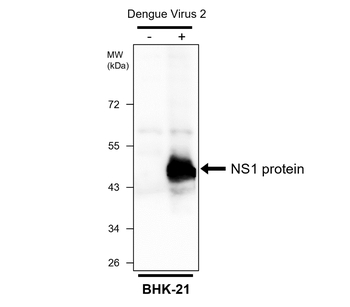Dengue virus NS1 Rabbit Polyclonal Antibody