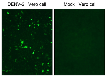 Dengue virus NS1 Rabbit Polyclonal Antibody