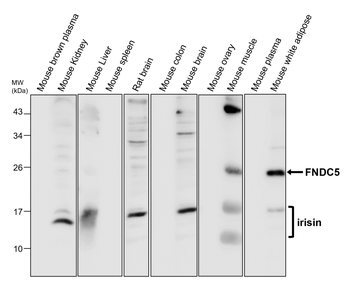 FNDC5 Rabbit Polyclonal Antibody