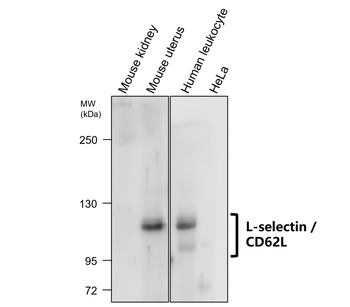 L-selectin | CD62L Rabbit Polyclonal Antibody