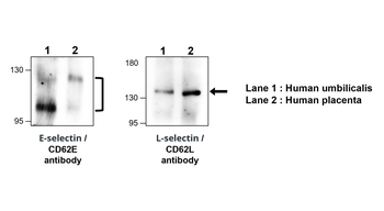 L-selectin | CD62L Rabbit Polyclonal Antibody