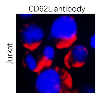 L-selectin | CD62L Rabbit Polyclonal Antibody