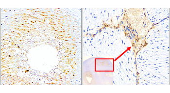 L-selectin | CD62L Rabbit Polyclonal Antibody