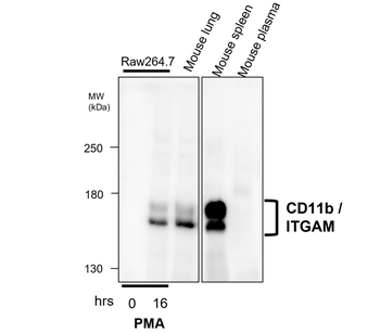 CD11b Rabbit Polyclonal Antibody