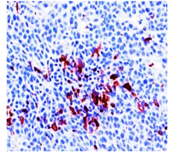 CD11b Rabbit Polyclonal Antibody