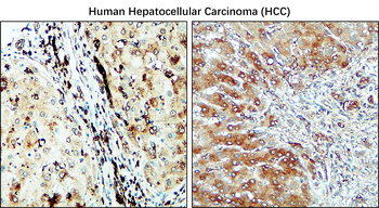 CD206 Rabbit Polyclonal Antibody