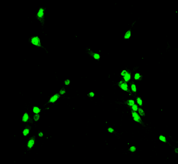 NeuN Rabbit Polyclonal Antibody