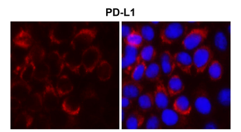 PD-L1 Rabbit Polyclonal Antibody