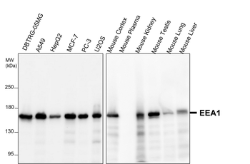 EEA1 Rabbit Polyclonal Antibody