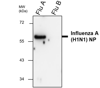 Influenza A Virus Nucleoprotein Rabbit Polyclonal Antibody