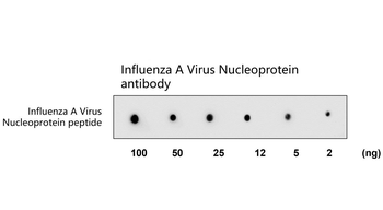 Influenza A Virus Nucleoprotein Rabbit Polyclonal Antibody