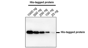 His tag Rabbit Polyclonal Antibody