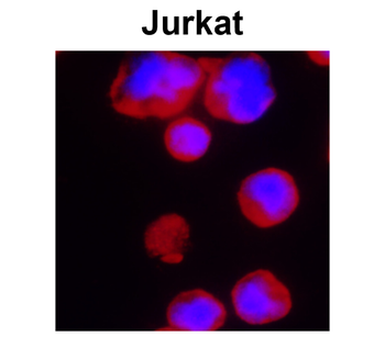 CD3 (mouse specific) Rat Monoclonal Antibody