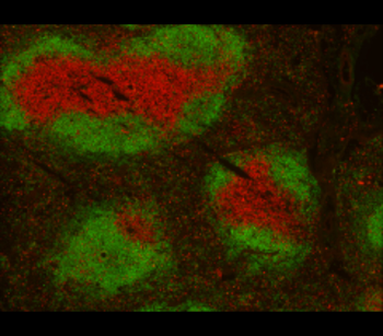 CD3 (mouse specific) Rat Monoclonal Antibody
