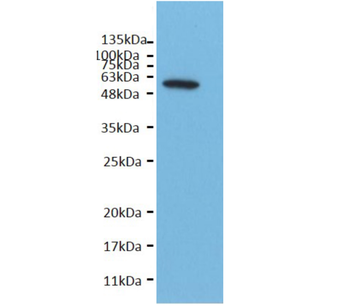 Alpha-tubulin Mouse Monoclonal Antibody
