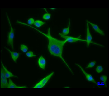 Alpha-tubulin Mouse Monoclonal Antibody