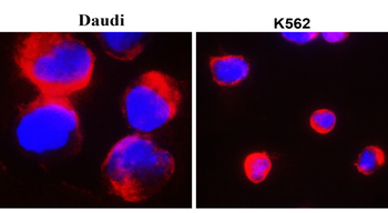 Toll-like Receptor 7 Rabbit Polyclonal Antibody