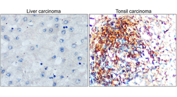 Toll-like Receptor 7 Rabbit Polyclonal Antibody