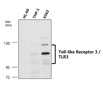 Toll-like Receptor 3 Rabbit Polyclonal Antibody