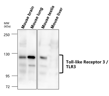 Toll-like Receptor 3 Rabbit Polyclonal Antibody