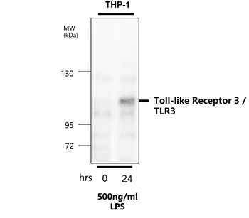 Toll-like Receptor 3 Rabbit Polyclonal Antibody