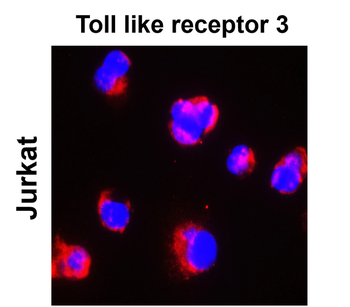 Toll-like Receptor 3 Rabbit Polyclonal Antibody