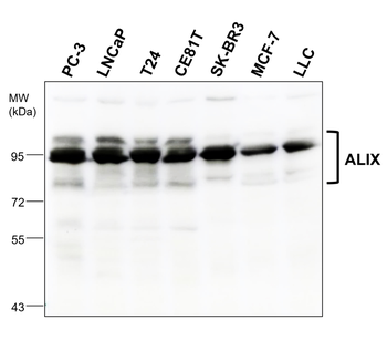 ALIX Rabbit Polyclonal Antibody
