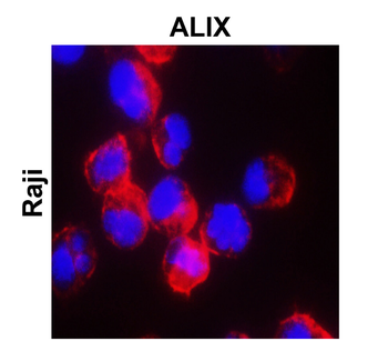ALIX Rabbit Polyclonal Antibody