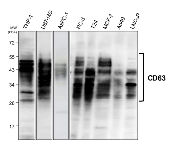 CD63 Rabbit Polyclonal Antibody