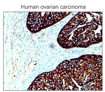 CD63 Rabbit Polyclonal Antibody
