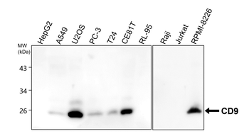 CD9 Rabbit Polyclonal Antibody