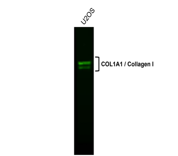 COL1A1 Rabbit Polyclonal Antibody