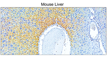 COL1A1 Rabbit Polyclonal Antibody